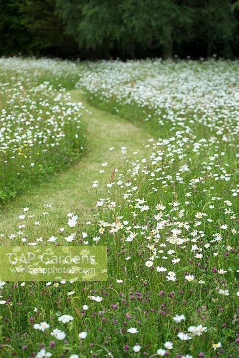 Wildflower Meadow With Mown Path And Ox Eye Daisies June Meadow Garden