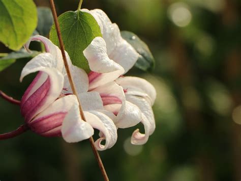 Maybe you would like to learn more about one of these? Clematis 'Princess Kate' - Clematis texensis 'Princess ...