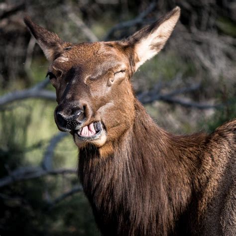 Laughing Deer Stock Image Image Of Smile Autumn Horns 1599493