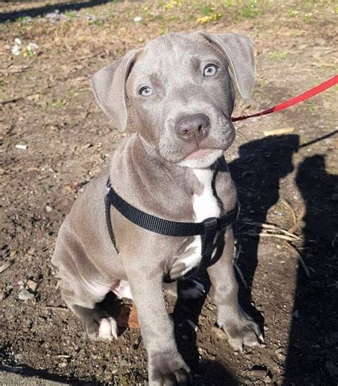 Gray Baby Pitbull With Blue Eyes