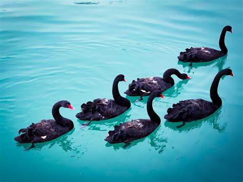 What Are Black Swans