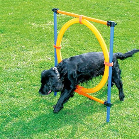 15 Best Dog Agility Equipment Kits In 2023 For Beginners And Advanced