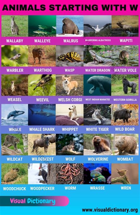Animals That Start With W 30 Fascinating Animals Beginning With W