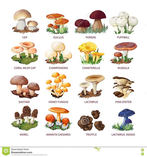 Collection of Edible Mushrooms and Toadstools Stock Vector ...