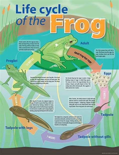 Frog Anatomy Poster In 2021 Frog Illustration Lifecyc