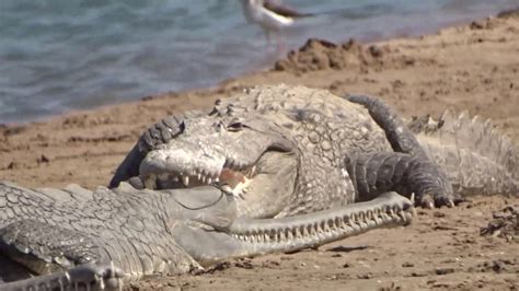 Crocodiles And Gharials Chambal River Youtube