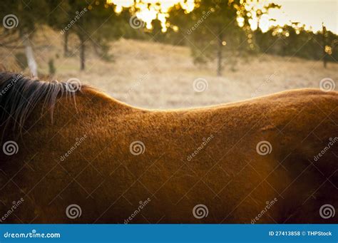 Horse Back Stock Photo Image Of Bridle Head Horse 27413858