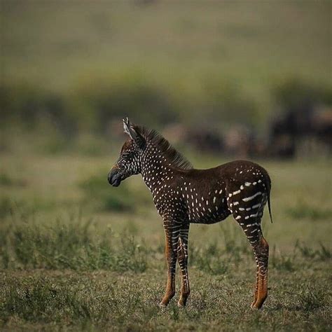 The Rarest Zebra In The World Masai Marakenya African Animals Cute
