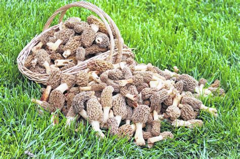 The Amish Cook: Gloria's spring mushrooms - The Record Herald