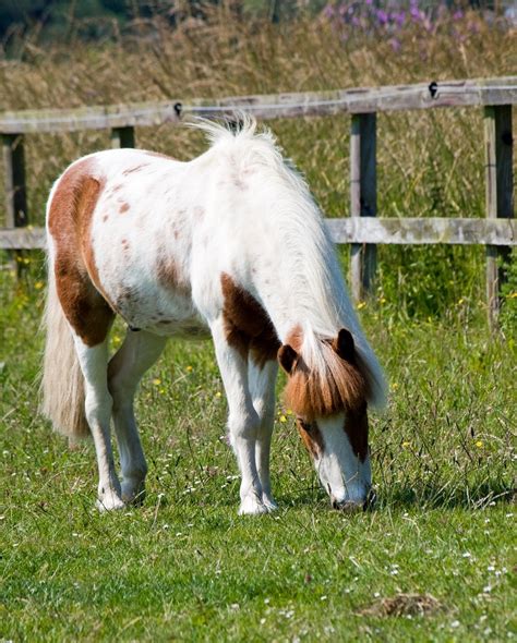 Horse Pony Shetland · Free Photo On Pixabay