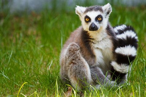 Ring Tailed Lemur Free Stock Photo Public Domain Pictures