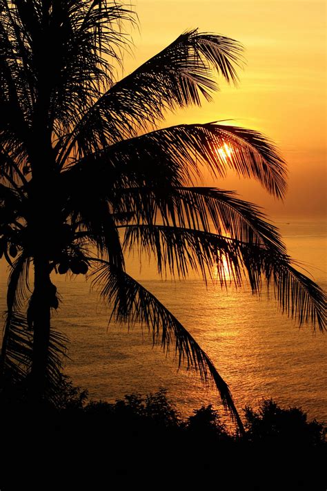 Coconut Tree At Sunset A Coconut Tree At Sunset On Phuket Island
