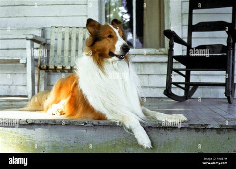 Lassie Dog Movie High Resolution Stock Photography And Images Alamy