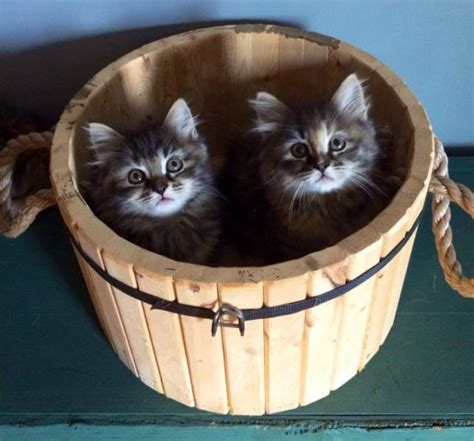 Siberian Kittens For Sale Croshka Siberians Hypoallergenic Cats