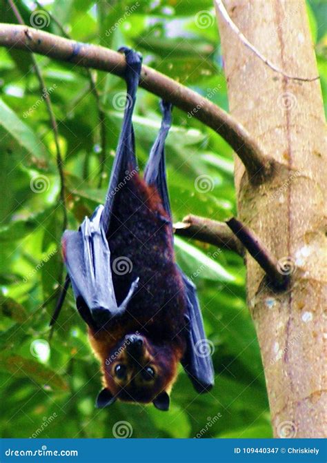 Fruit Bat Megachiroptera Eating Watermelon Bat Flying Fox Hanging