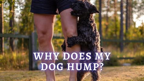 Why Do Dogs Hump Why Does My Dog Hump Me And No One Else