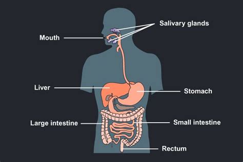 A complete digestive track diagram. The diagram is of the human digestive system and labels of ...