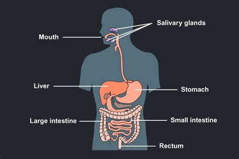 Liver in body diagram these pictures of this page are about:human body diagram liver. The diagram is of the human digestive system and labels of ...