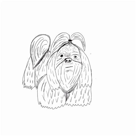 There are breeders that specialize and breed these prapso's on purpose. Shih Tzu Coloring Page Beautiful Yorkie Shih Tzu Coloring ...