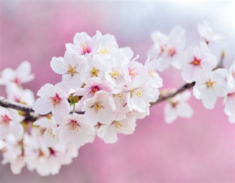 Cherry Blossom Cherry Blossom Photo 43270979 Fanpop