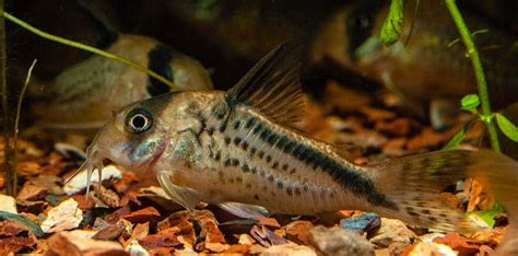 Corydoras Identification Guide Learn How To Tell Them Apart