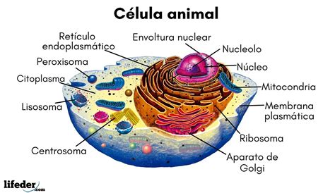 Alumno Seriamente Termómetro Las Partes De La Celulas Animal