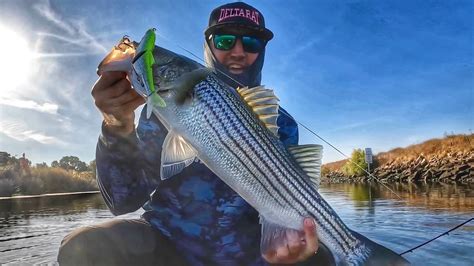 CA Delta Striped Bass Action YouTube