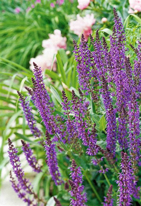 Top Perennials For Adding Color To Your Garden Better Homes And Gardens
