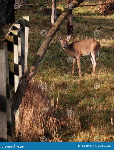 Young Whitetail During The Mating Season Stock Image Image Of Morning