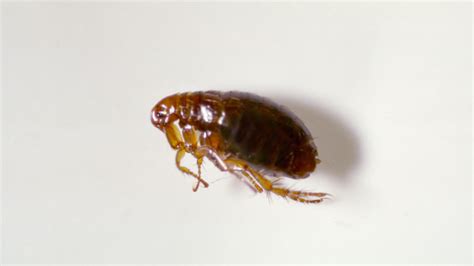 Will Fleas Go Away On Their Own Contractors Best Pest Solutions