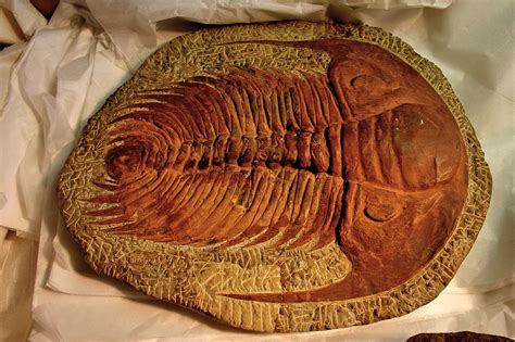 10 Terrific Facts About Trilobites Paleontology World