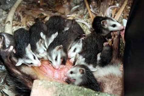 Opossum Babies The Ultimate Guide Assorted Animals