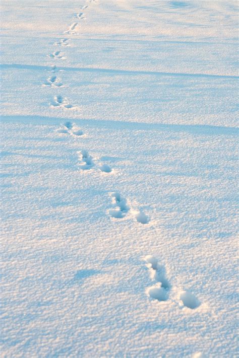 Free Images Sea Horizon Snow Winter Cloud Ice Tundra Freezing