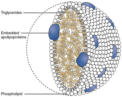 Lipid Metabolism Anatomy And Physiology Ii