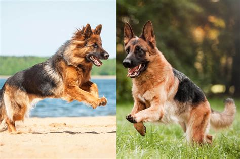 How Much Are Long Haired German Shepherd Puppies