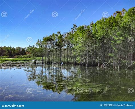 Flying White Swamp Birds Stock Image Image Of Coast 108228829