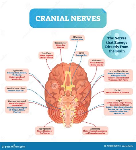 Cranial Nerves And Brain Diagram