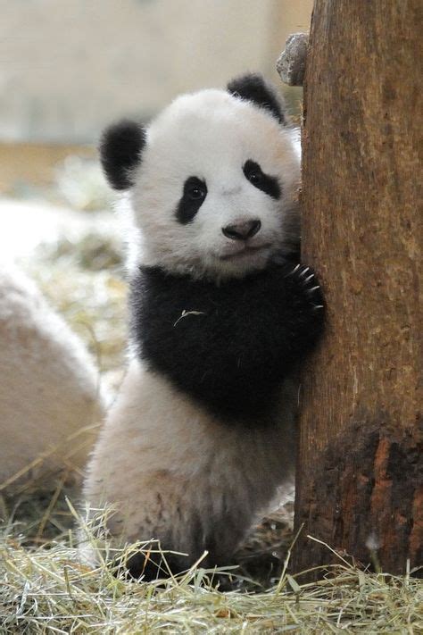 61 Best Pandas Images Cute Panda Panda Love Animals Beautiful