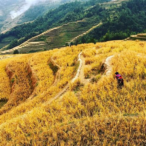 Longsheng Rice Terraces Guangxi China R Travel