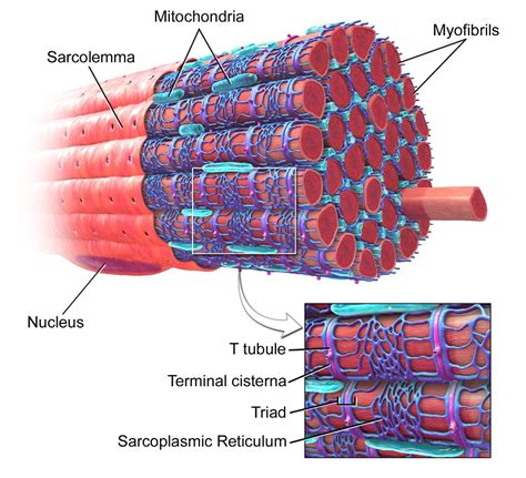 Skeletal Muscle Cell Diagram