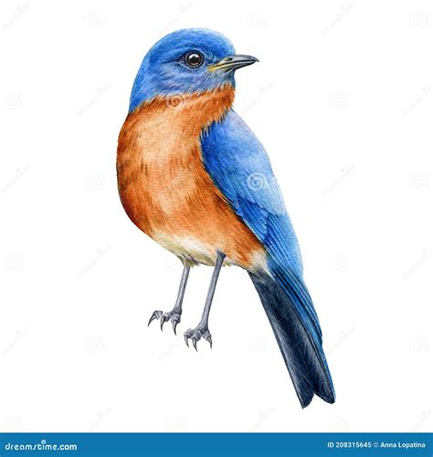 Bluebird Watercolor Illustration Tiny Bird Wih Blue Feathers