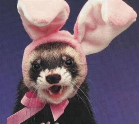 ten fake easter bunnies who are sure to make you smile