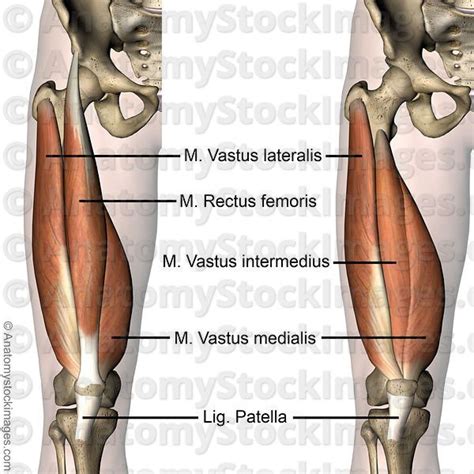 Knee Muscles Musculus Quadriceps Femoris Vastus Lateralis Medialis Intermedius Rectus Femoris