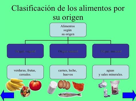 Mapa Conceptual De La Clasificacion De Los Alimentos Segun Su Funcion