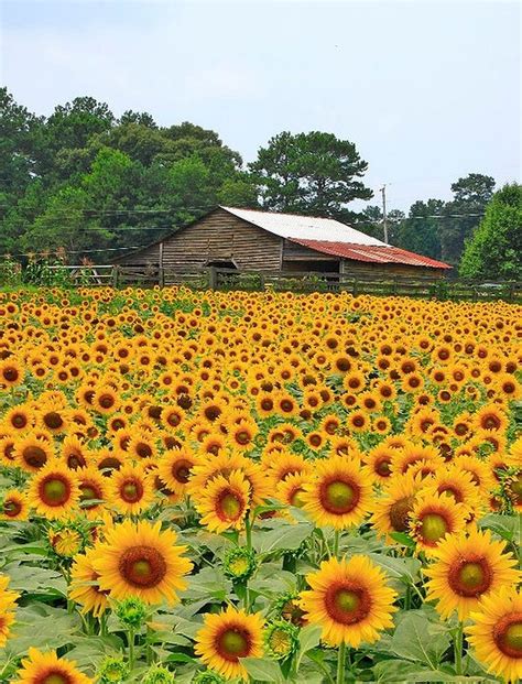 Stunning 20 Stunning Sunflower Are Just Beautiful Garden