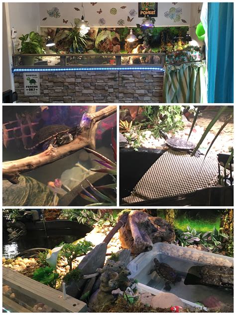 Check spelling or type a new query. DIY indoor turtle pond | Turtle habitat, Turtle pond