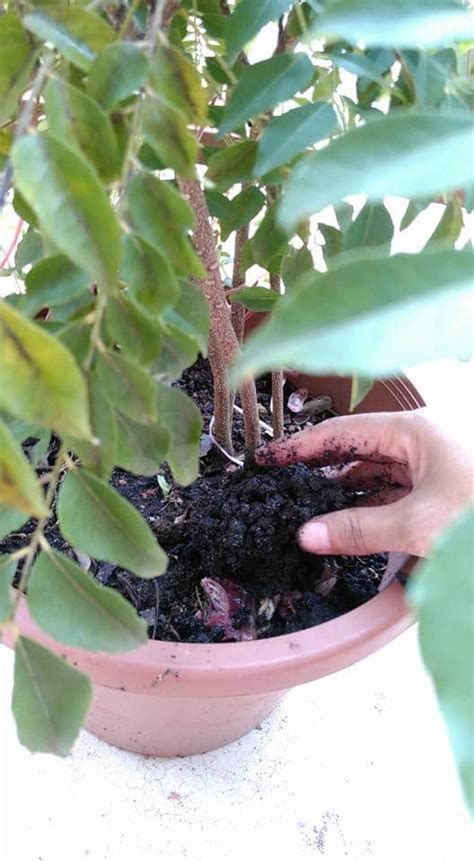 Fiddle fig artificial plant pokok hiasan viral pilihan: Membaja Pokok Kari Dalam Pasu Agar Berdaun Lebat, Wanita ...