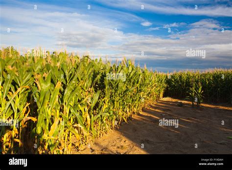In The Cornfield At Sunset Stock Photo Alamy