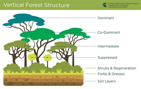 Terminology Forest Carbon And Climate Program