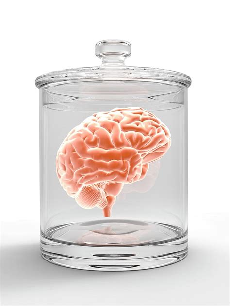 Human Brain In A Glass Jar Photograph By Alfred Pasieka